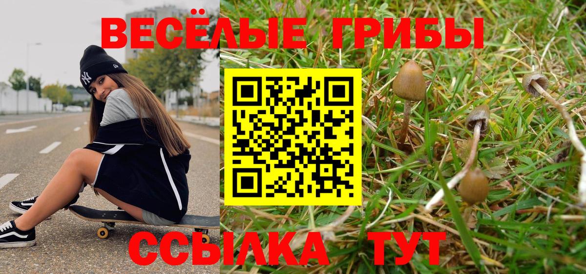 Псилоцибиновые грибы ЛСД  Вход с VPN  Псилоцибиновые грибы прущие грибы  Алейск 